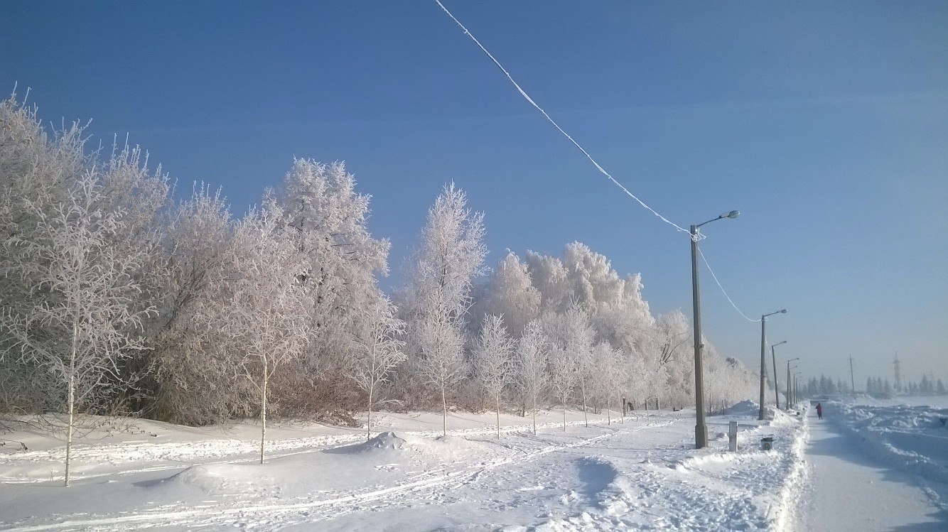 Trees in the morning at the Ob HPP - My, Obges, March, Spring, Frost, Novosibirsk, Russia, Nature, beauty, Longpost