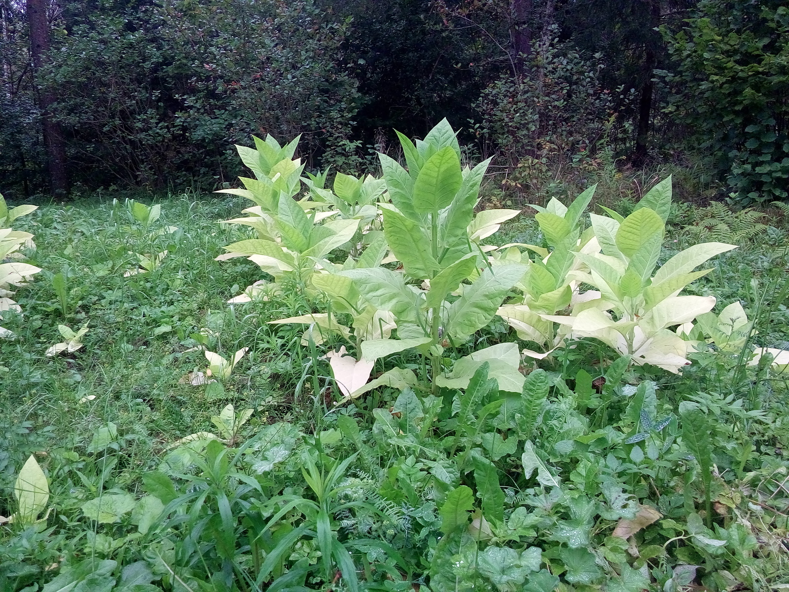 The first cigar is lumpy, or your own tobacco in the Leningrad region - My, Tobacco, Smoking, Gardening, Dacha, Longpost