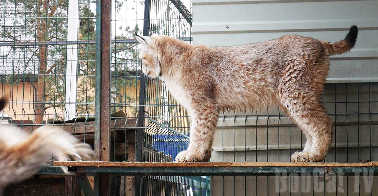 Spring has come to my lynxes :) - My, Lynx, Spring, Katyavaleeva, Video