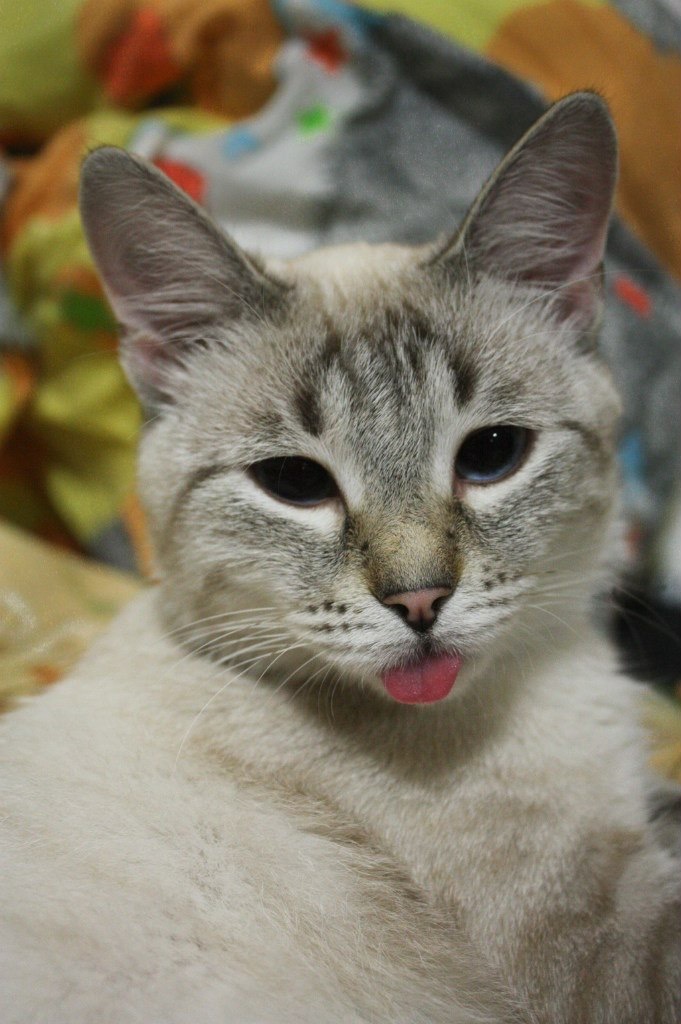 Cat-loaf - My, cat, The photo