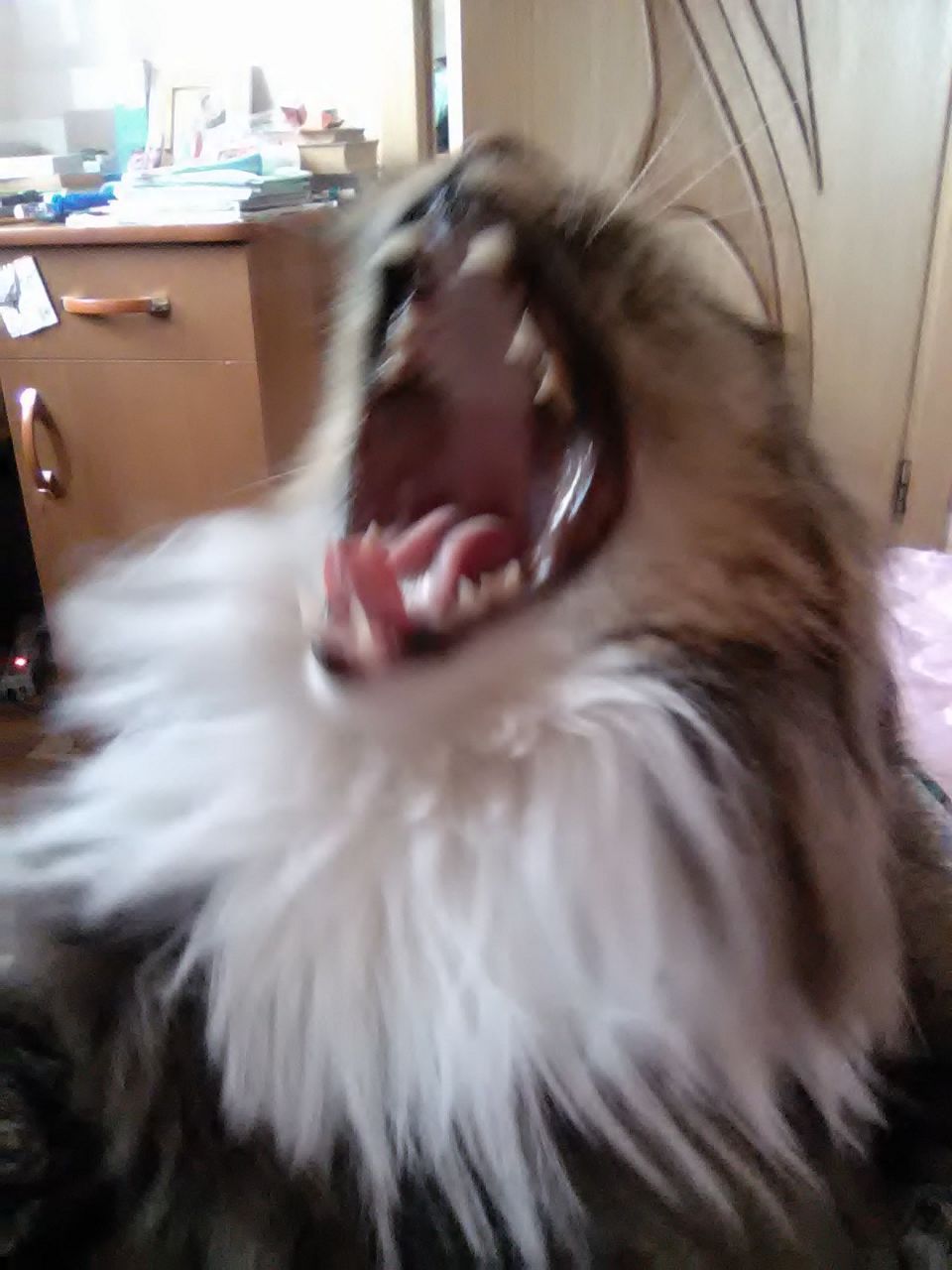 When you waited for a good shot - My, cat, Yawn, , Longpost