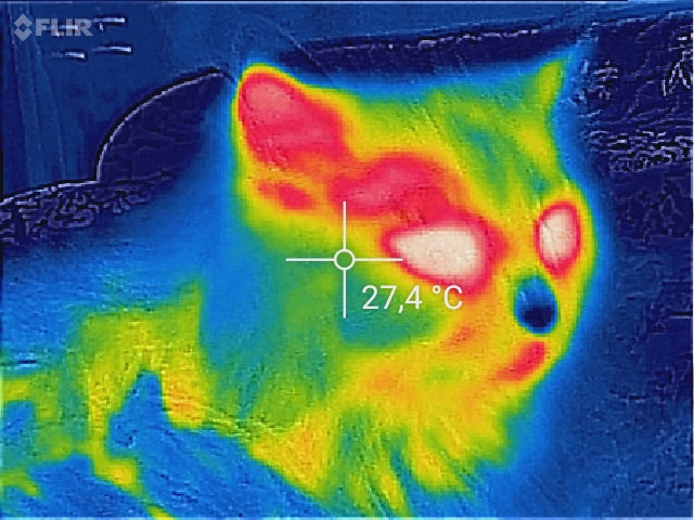 Cat in the thermal imager - cat, Thermal imager