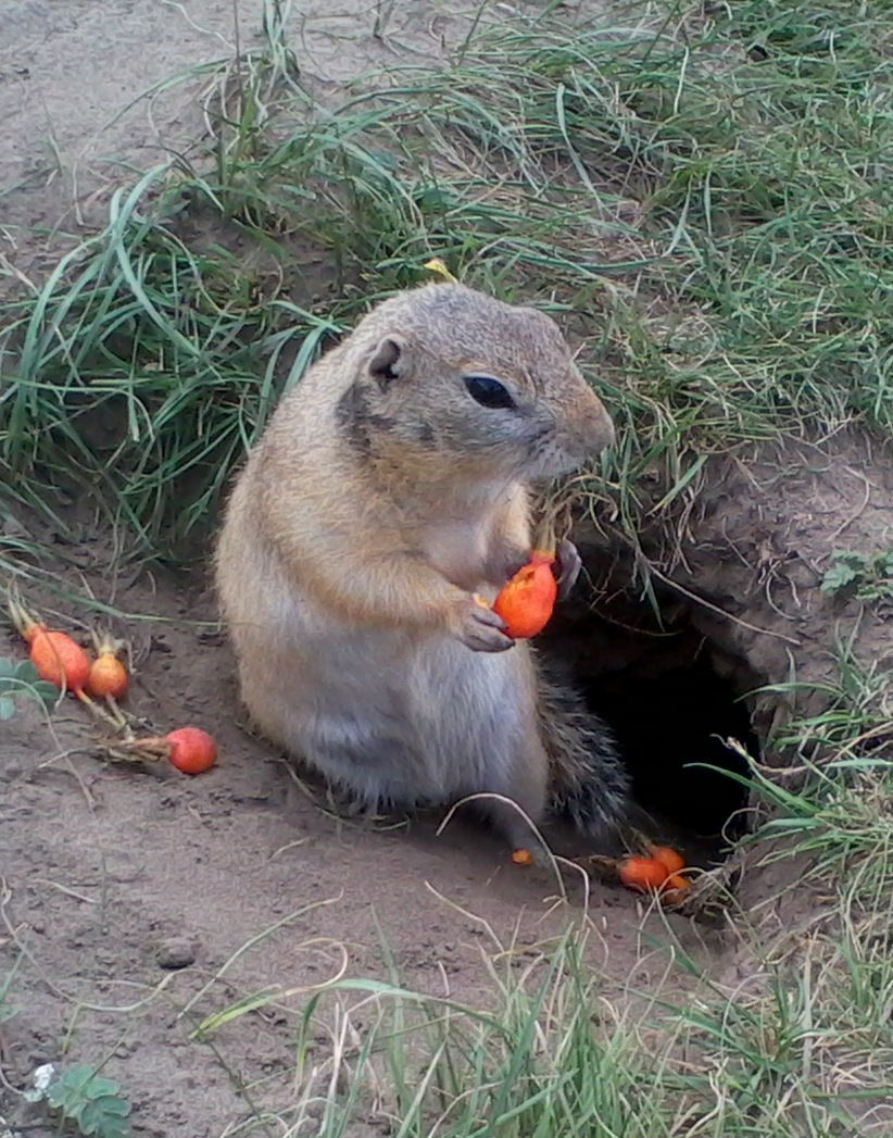 Gopher - My, Gopher, Summer