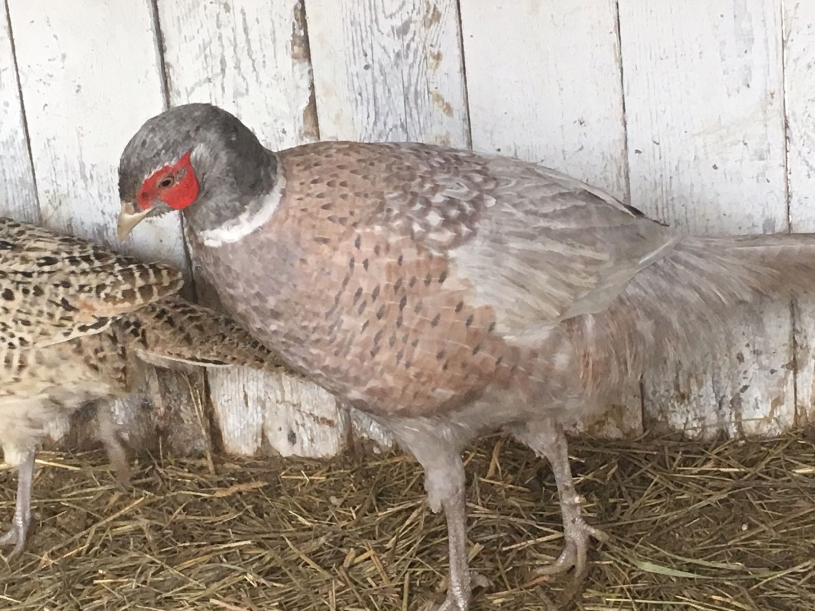 The post of a novice farmer (or how I became a livestock breeder). - My, Pheasant, Farm, LPH, Poultry, Kolomna, Longpost, Сельское хозяйство