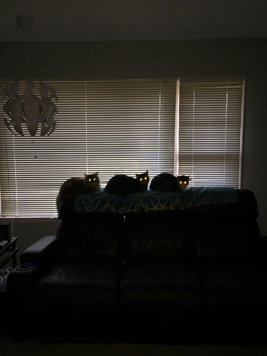 Secret meeting. - cat, Animals, Sofa