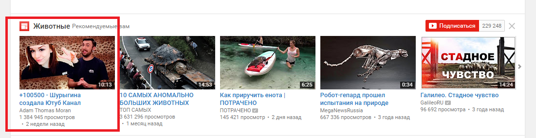 Youtube улыбнул - YouTube, Животные, Диана Шурыгина