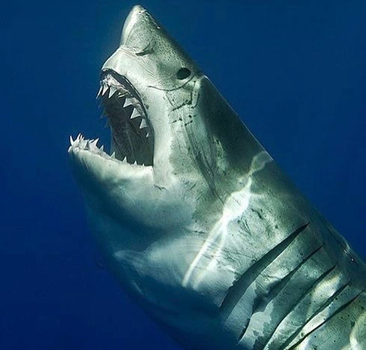 Shark - The photo, Shark