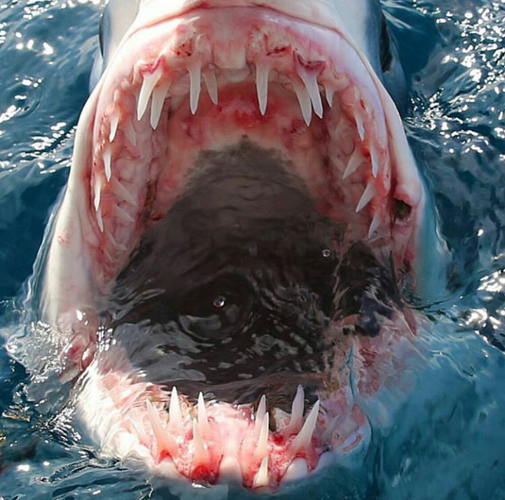 Teeth - The photo, Teeth, Shark