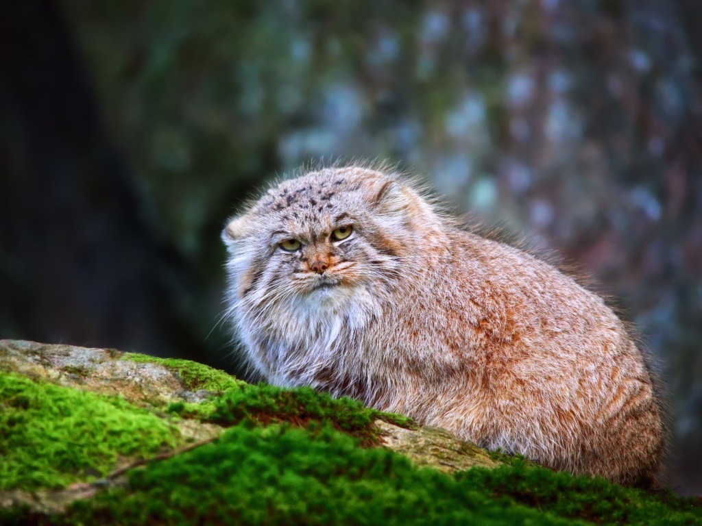 Judgmental manul. - The photo, Animals, Pallas' cat