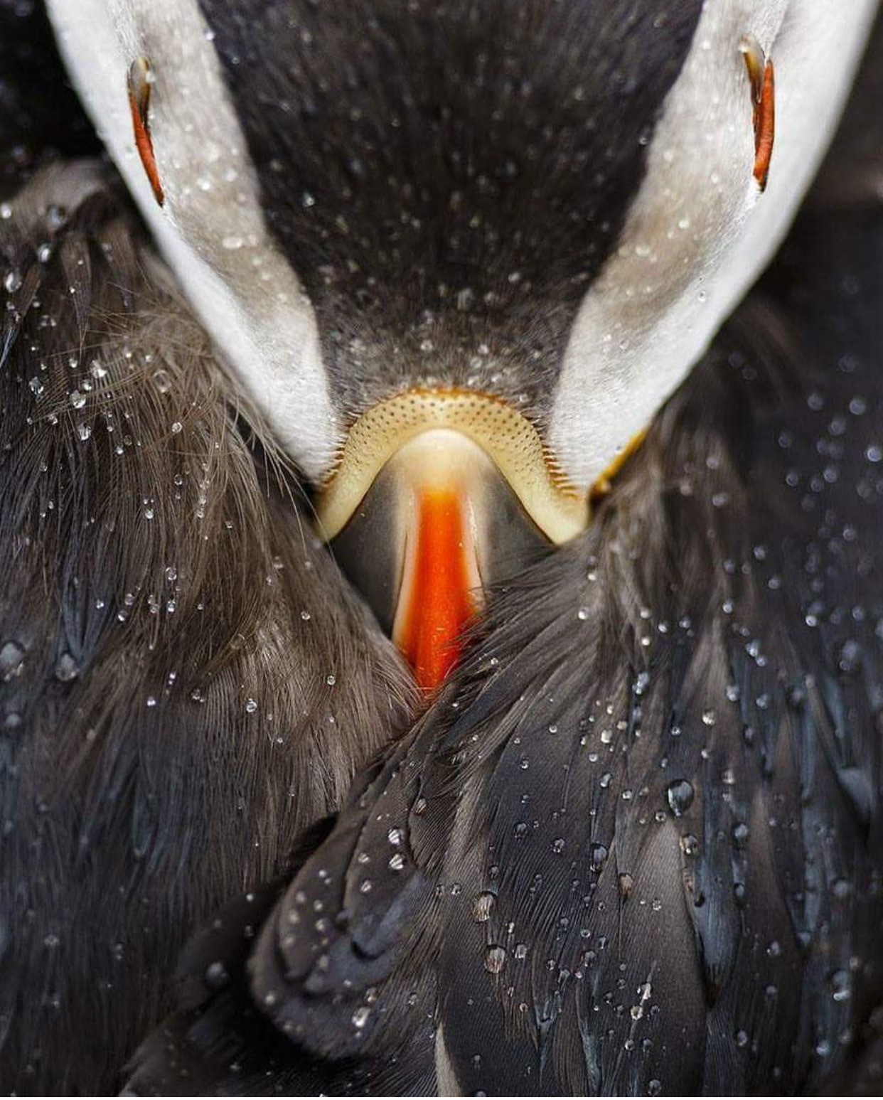 Unexpected angle of puffin bird - Birds, Ornithology, Atlantic Cul-de-sac