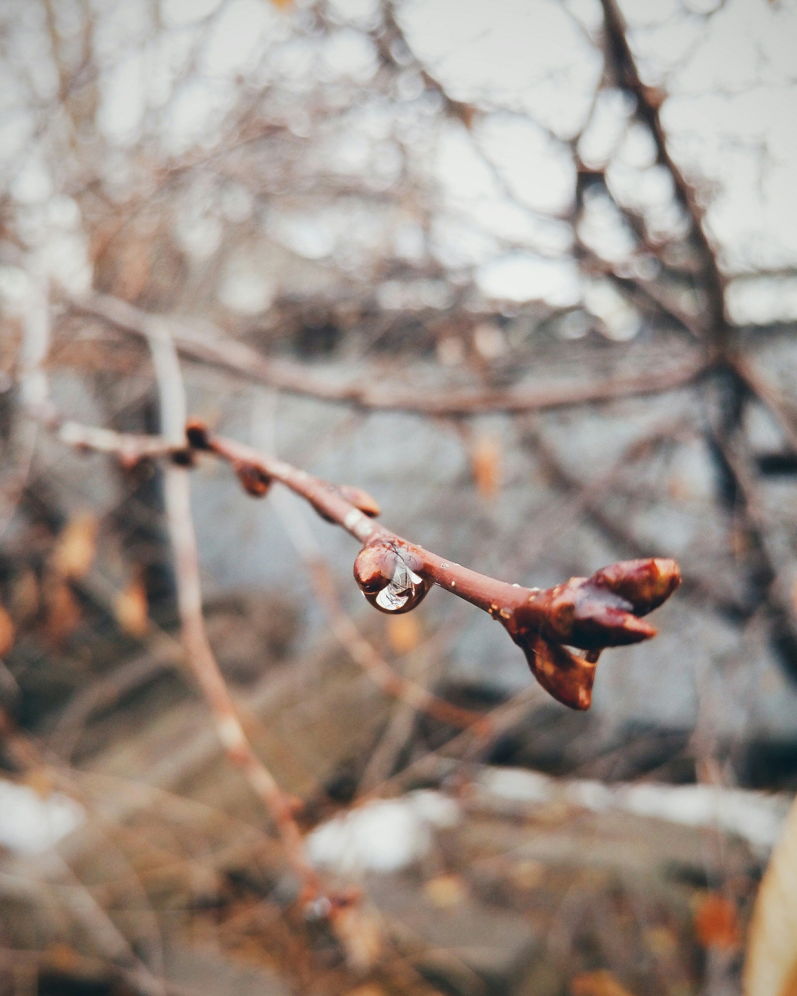 Spring is rainy. - My, Macro photography, Spring, Beautiful, Nature