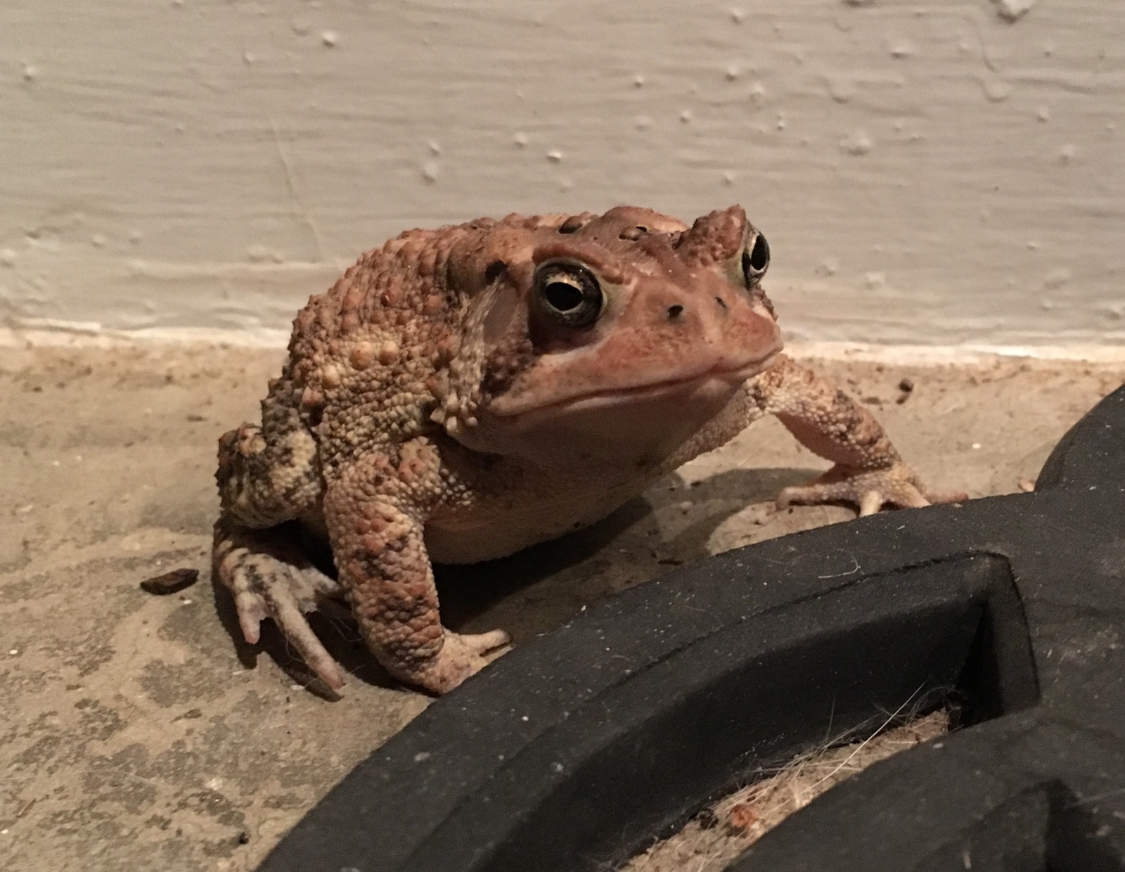 I felt like this one was missing something... - Toad, Hat, Idleness, The photo, Longpost, Dog