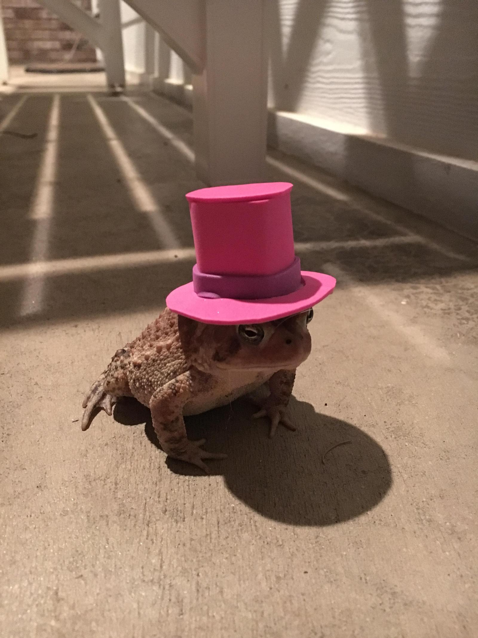 I felt like this one was missing something... - Toad, Hat, Idleness, The photo, Longpost, Dog