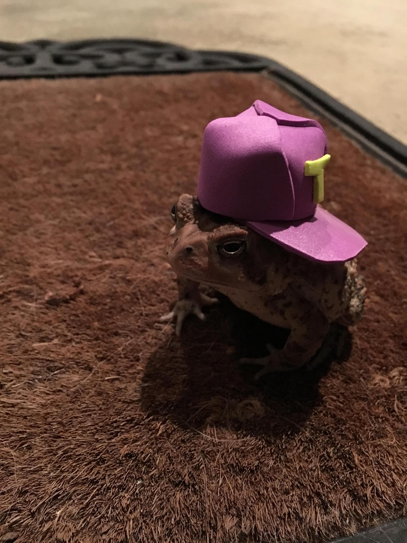 I felt like this one was missing something... - Toad, Hat, Idleness, The photo, Longpost, Dog