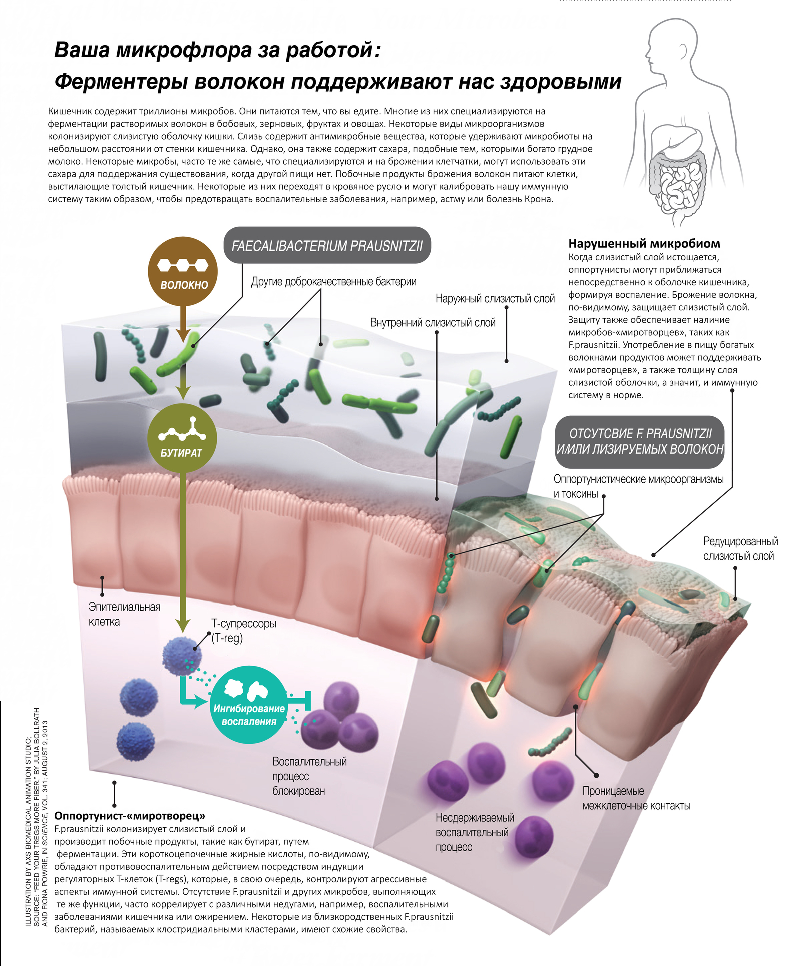Кишечный микробиом: миротворцы | Пикабу