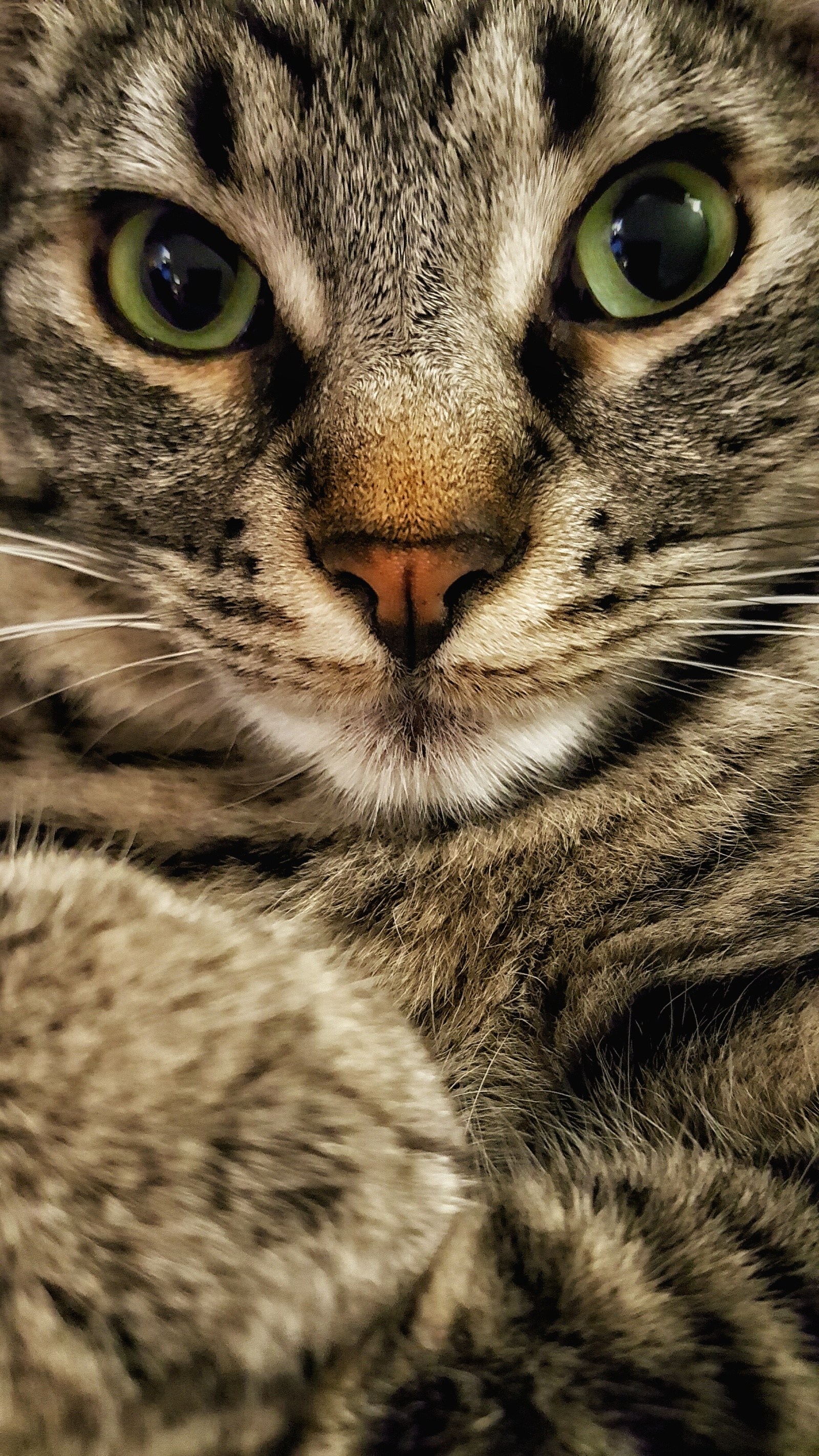 Close-up. - cat, Animals, The photo