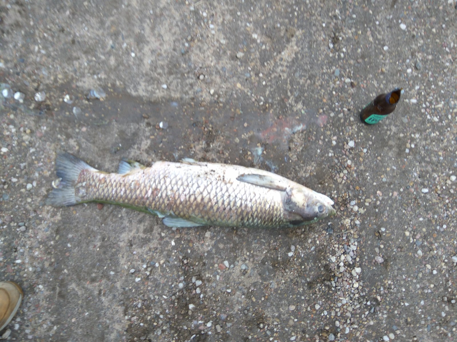 Bloated fish in the Minsk pond - , Water, Fishing, Minsk, Thrush