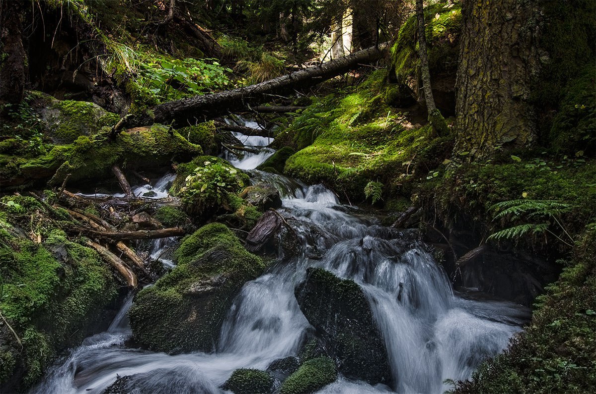 Teberda Reserve - North Caucasus, Reserve, Greenery, Russia, The photo, Nature, Forest, Landscape, Longpost, Reserves and sanctuaries