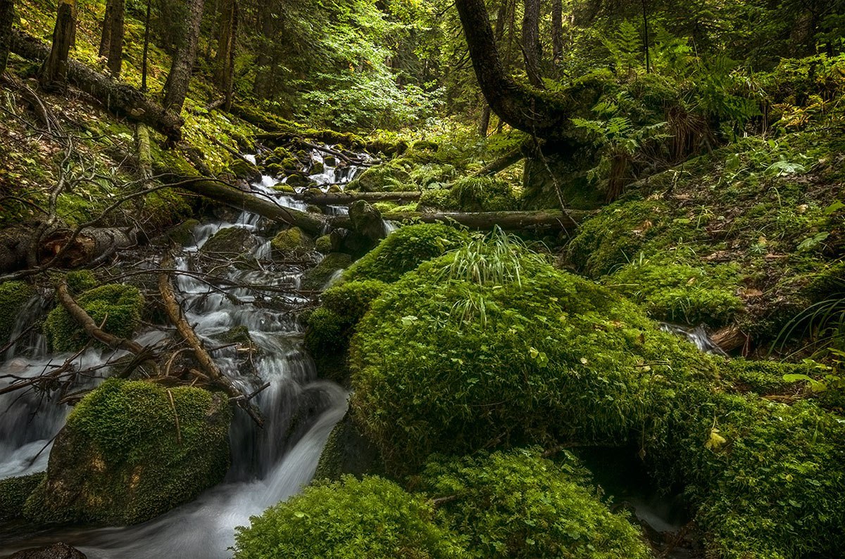 Teberda Reserve - North Caucasus, Reserve, Greenery, Russia, The photo, Nature, Forest, Landscape, Longpost, Reserves and sanctuaries