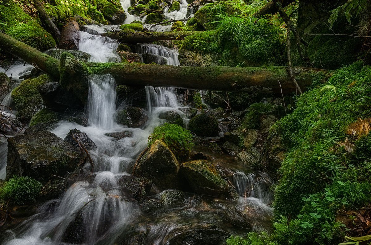 Teberda Reserve - North Caucasus, Reserve, Greenery, Russia, The photo, Nature, Forest, Landscape, Longpost, Reserves and sanctuaries