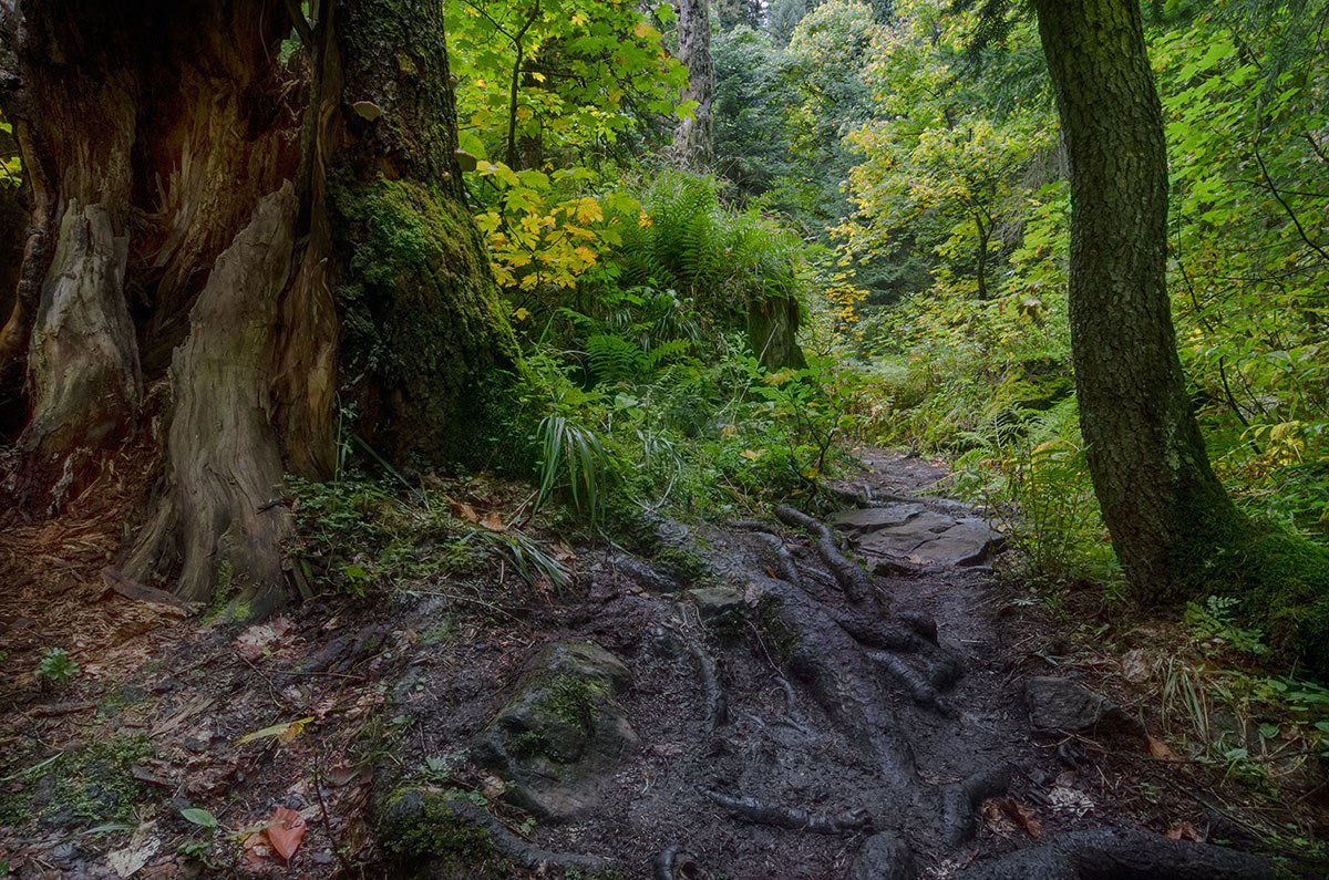 Teberda Reserve - North Caucasus, Reserve, Greenery, Russia, The photo, Nature, Forest, Landscape, Longpost, Reserves and sanctuaries