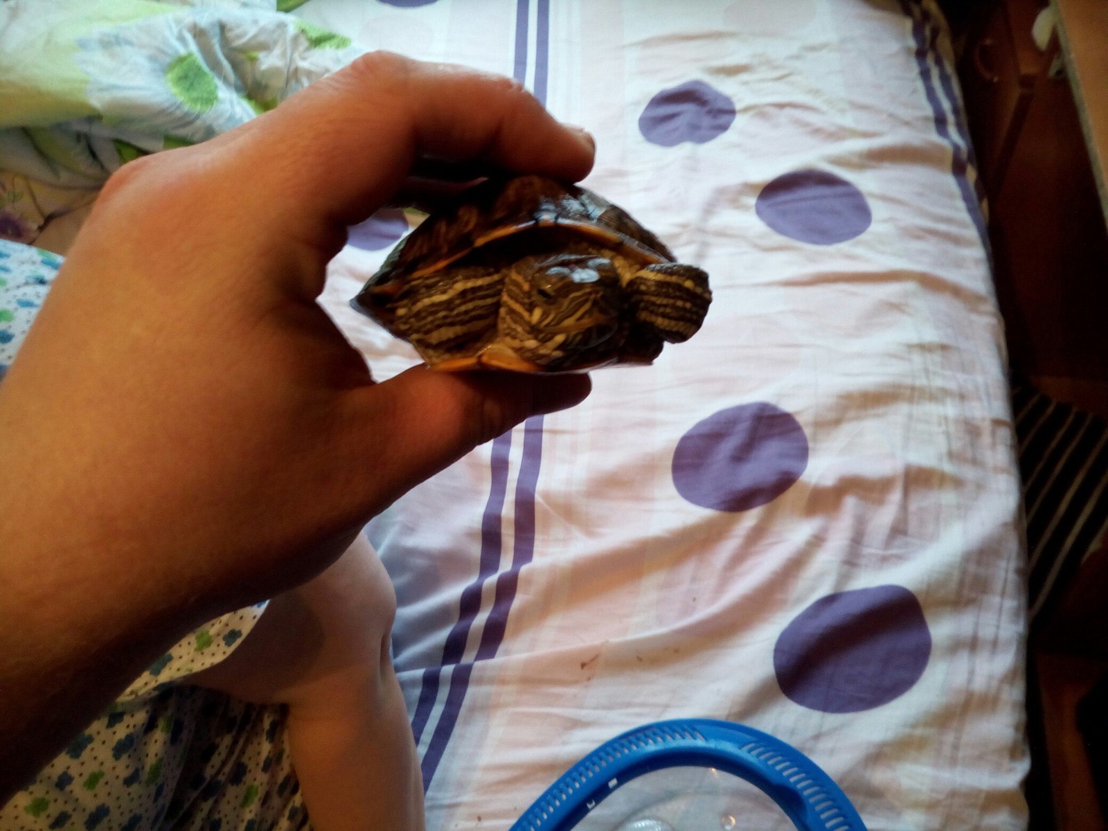 Cute red-eared turtles - My, Turtle, I will give, Is free, Moscow, Longpost, Help, In good hands, I'll give it to good hands