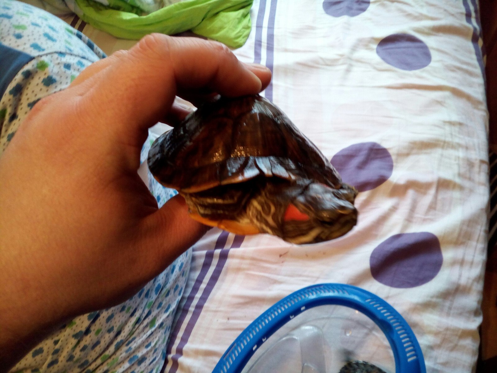 Cute red-eared turtles - My, Turtle, I will give, Is free, Moscow, Longpost, Help, In good hands, I'll give it to good hands