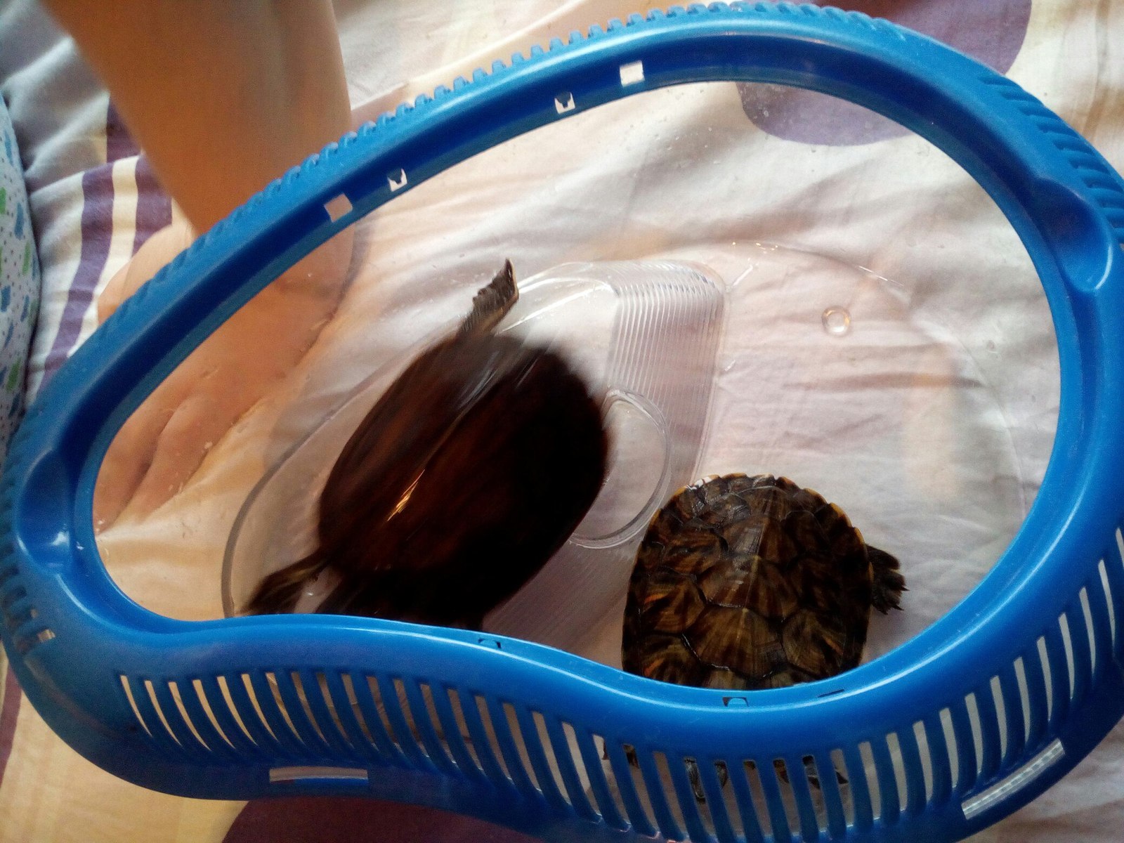 Cute red-eared turtles - My, Turtle, I will give, Is free, Moscow, Longpost, Help, In good hands, I'll give it to good hands