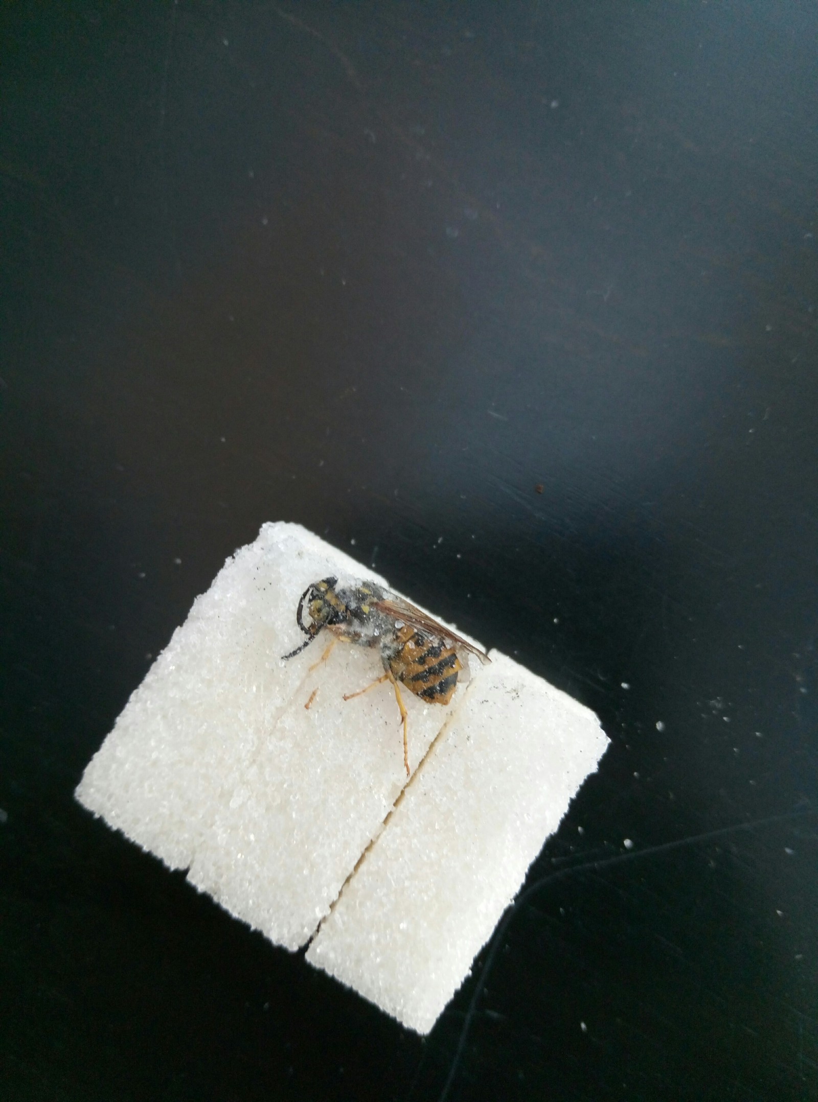 I open a pack of refined sugar, and there ... - My, Sugar, Cube, Wasp