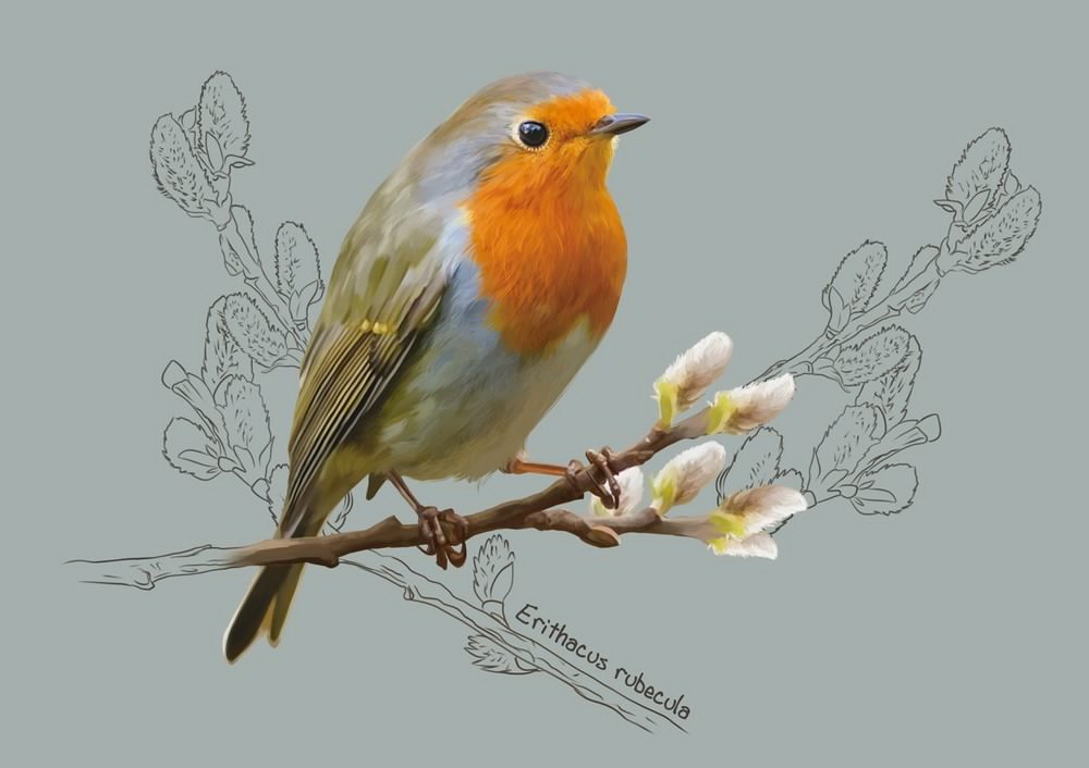 Robin - My, Birds, Spring, Illustrations, Art, Painting, Digital drawing