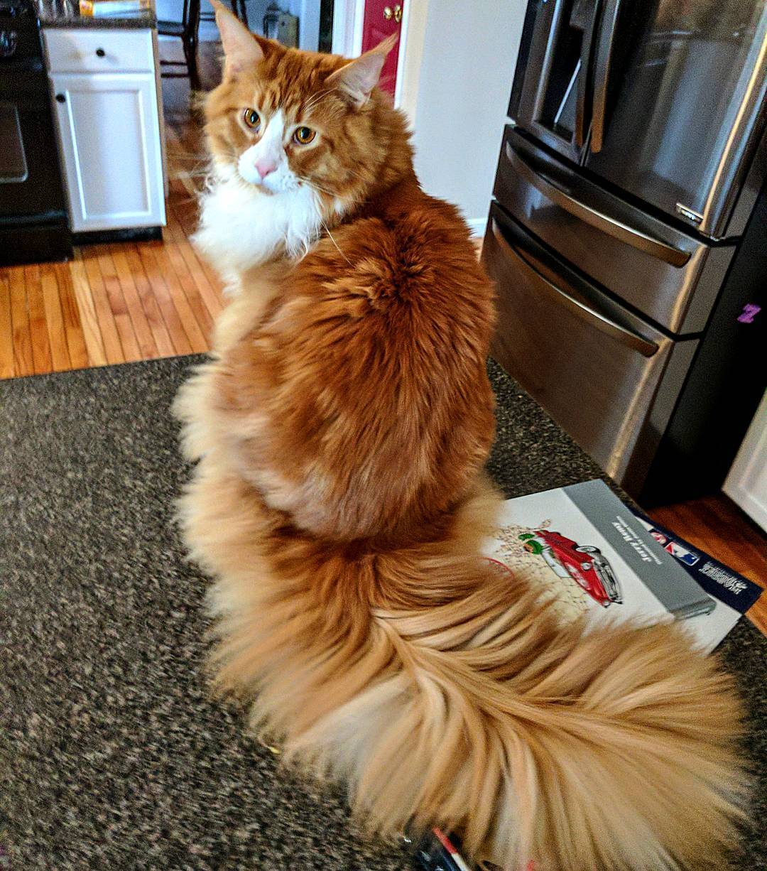 king tail - cat, Tail