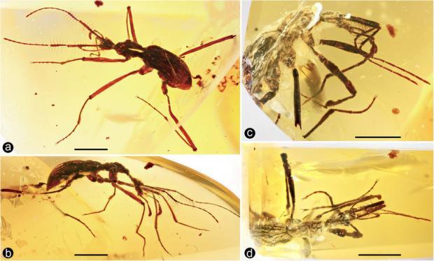 Китайские ученые обнаружили в янтаре древнего жука-хищника - Новости 2017, История, Археологи, Животные, Жуки, Китай, Новости