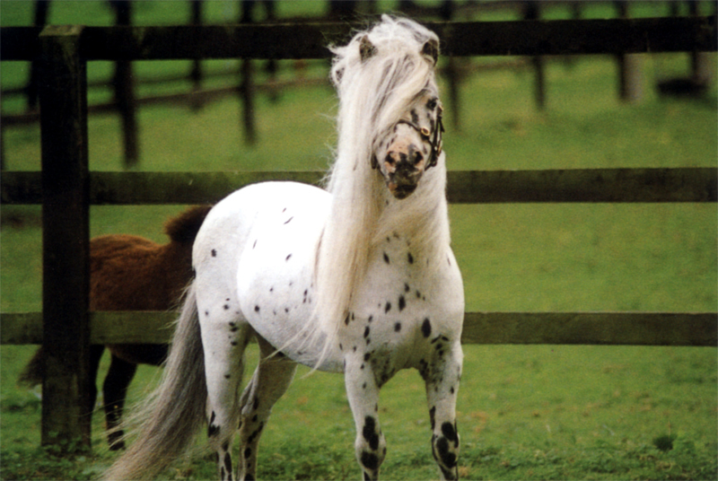 Little horses - Horses, Breed, Small, Longpost