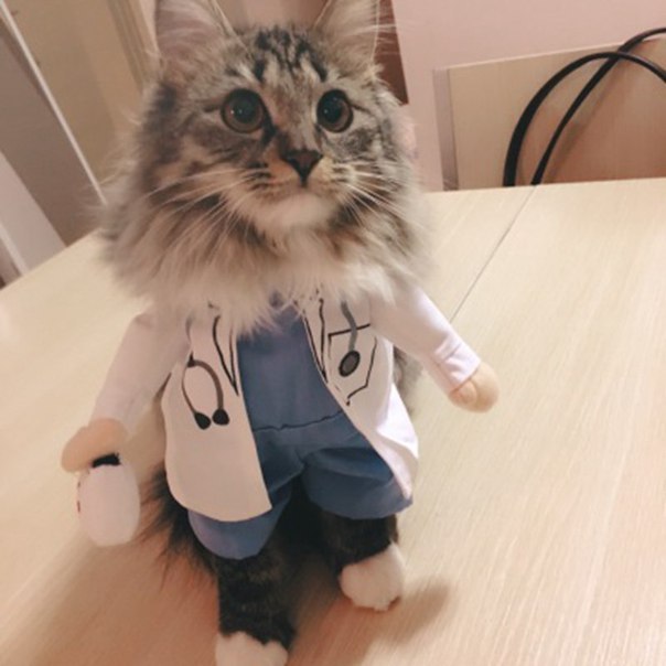 Kotovrach - cat, Doctors, The medicine, Costume, Milota