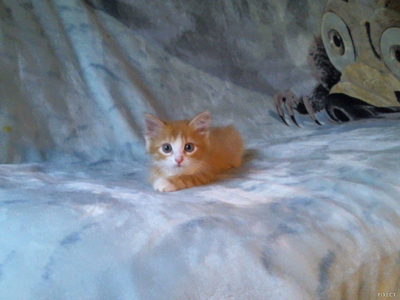 My kitty ^_^ - My, cat, Redheads, Milota