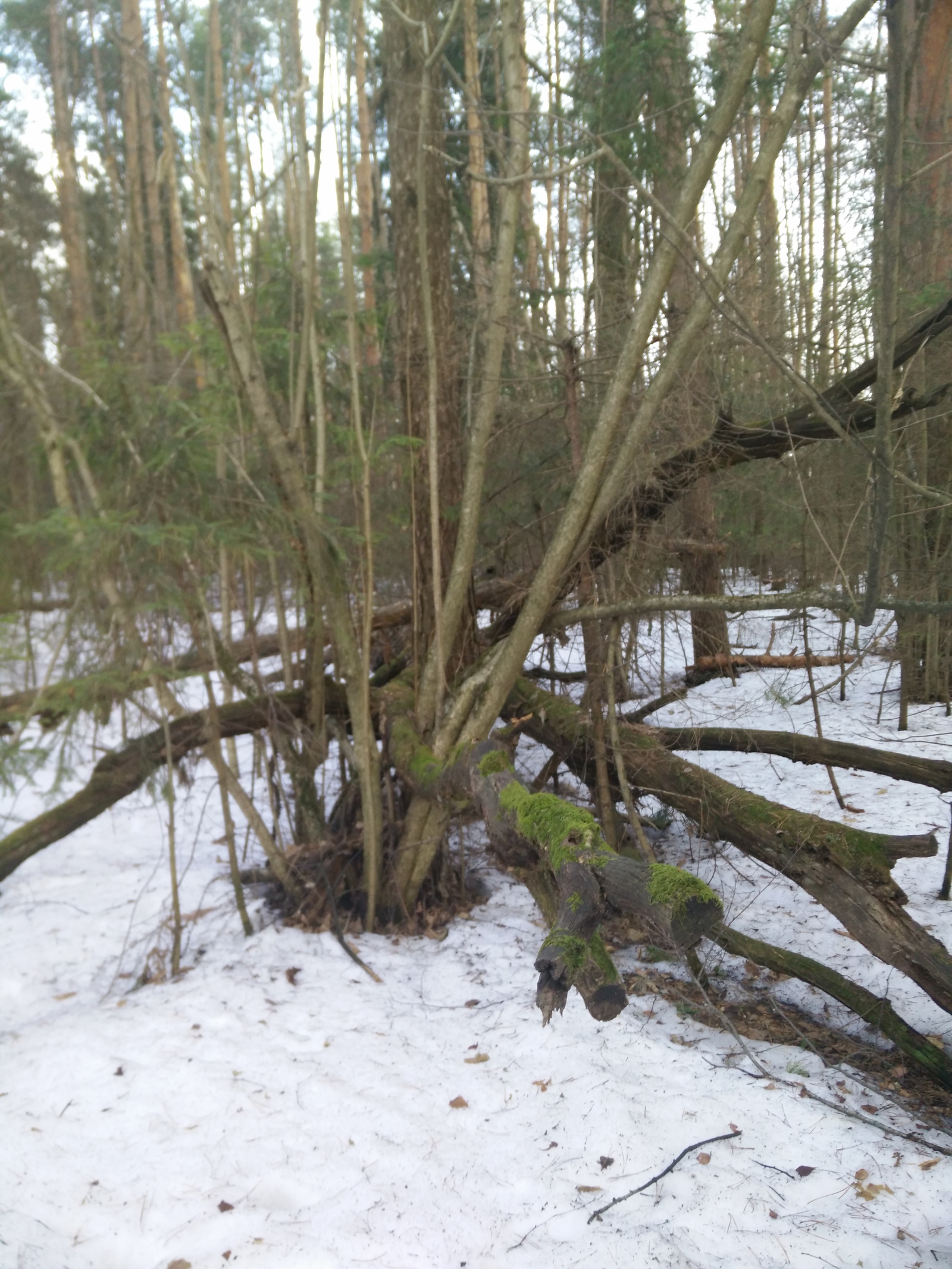 Running under the cuckoo's nest (walk in the woods) - Forest, Family, Upbringing, Emotions