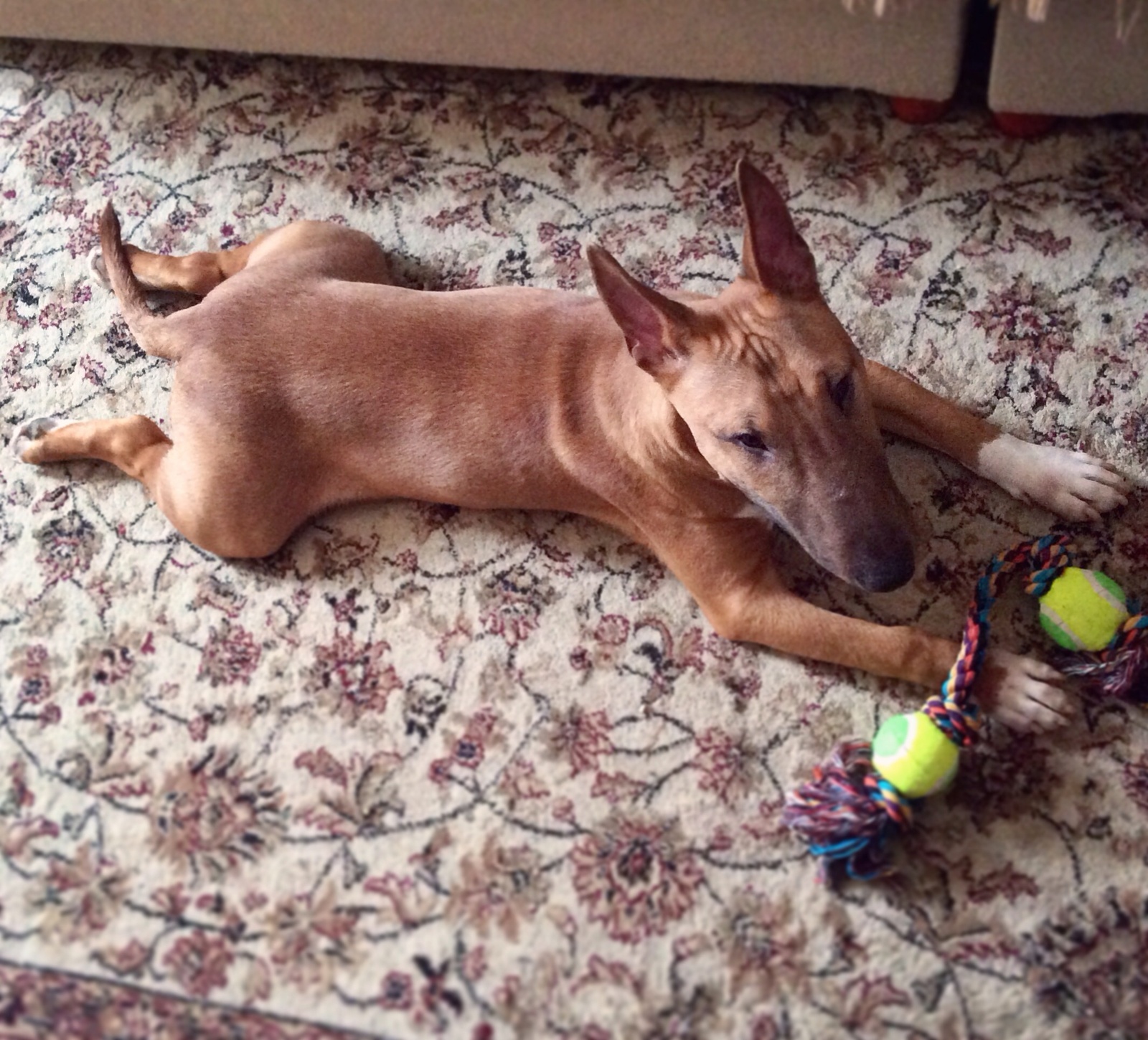 Varg - My, Dog, Bull terrier, Friend, Longpost