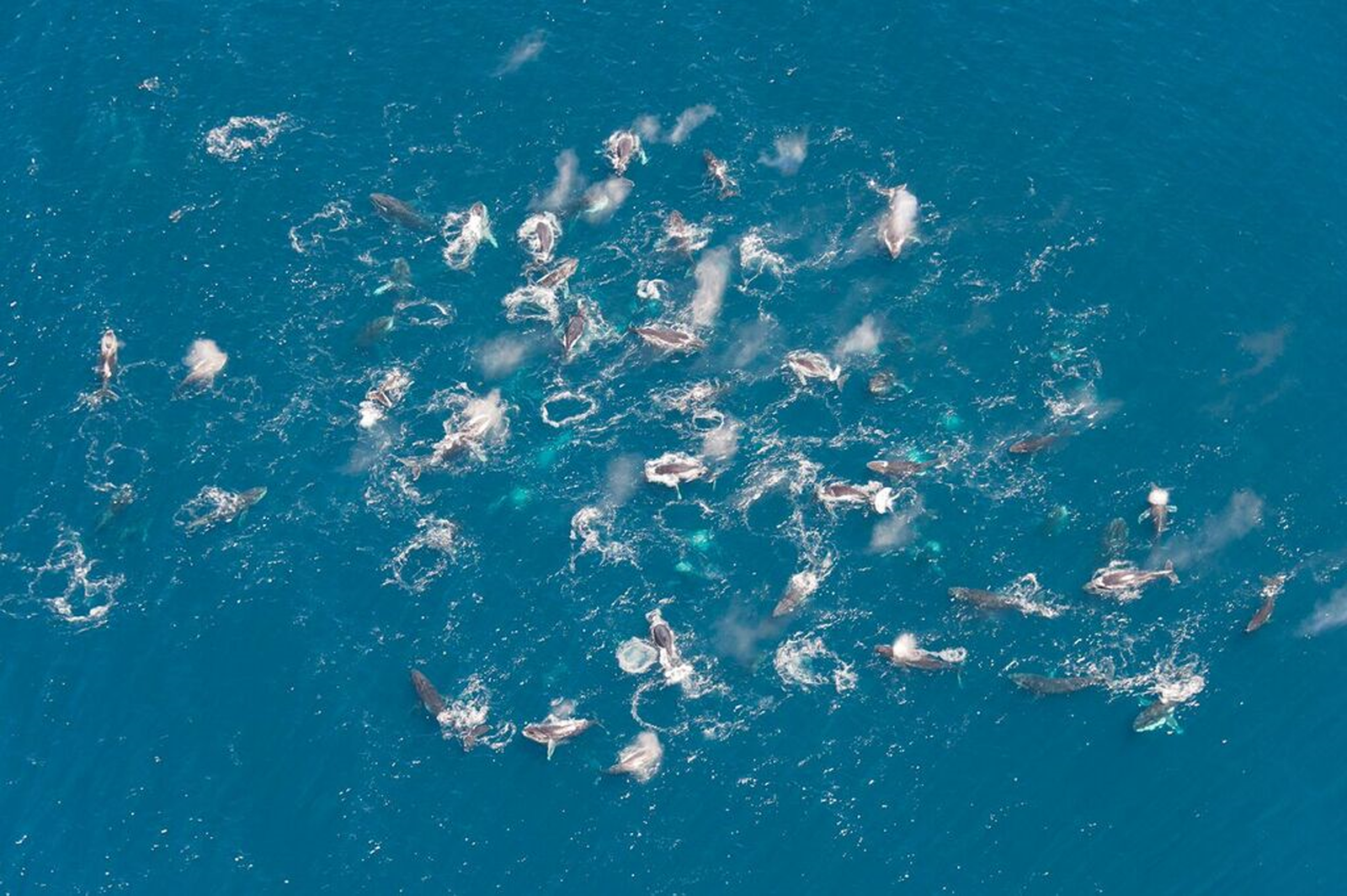 Humpback whales in the southern hemisphere began to huddle in supergroups - Humpback whale, , Migration, Observation, The science, Mammals, Longpost