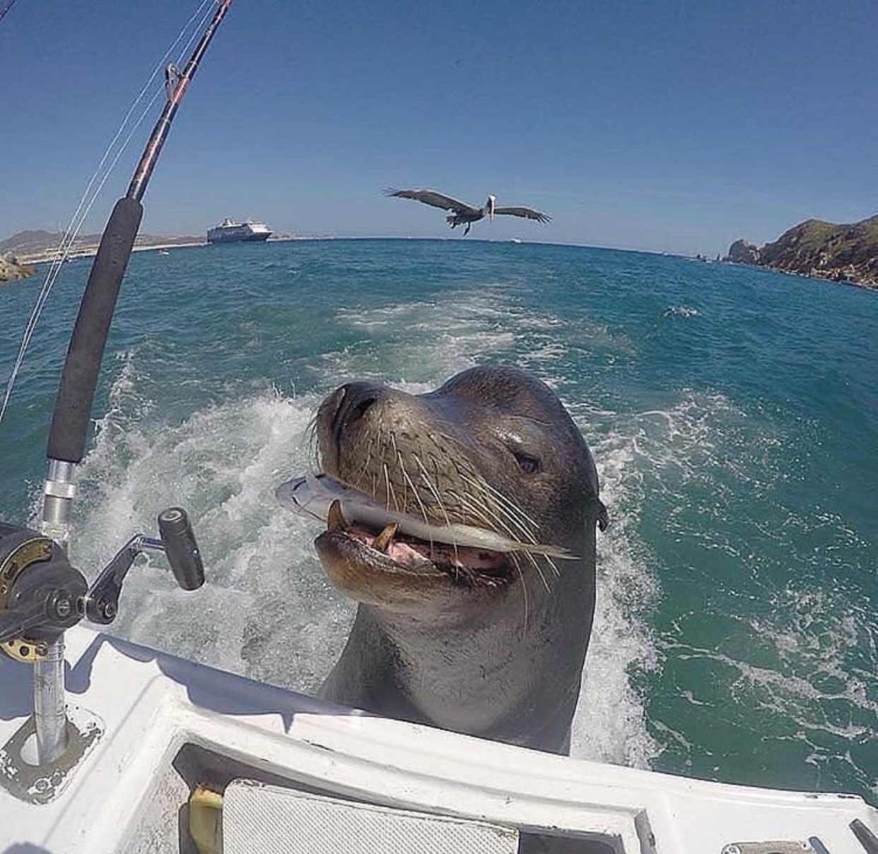 Conqueror of fish and hearts - A fish, Sea, Summer, Bliss