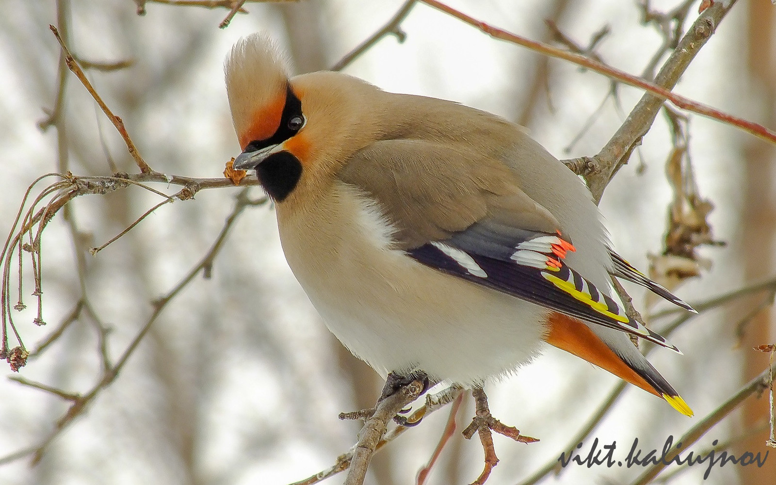 Waxwing - Waxwing, Spring, The photo