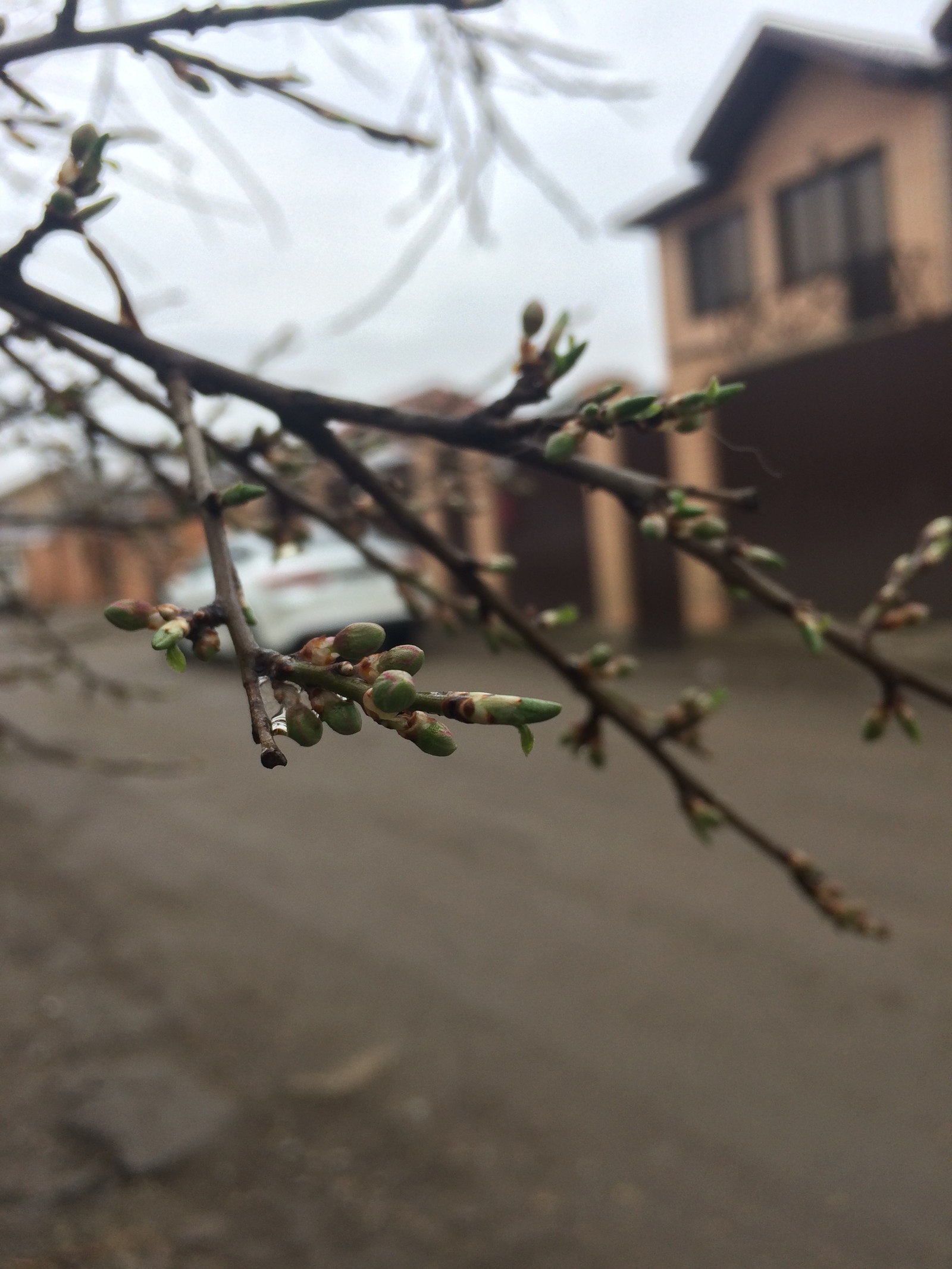 future apple tree - My, Apple tree, Spring, Future, Tree