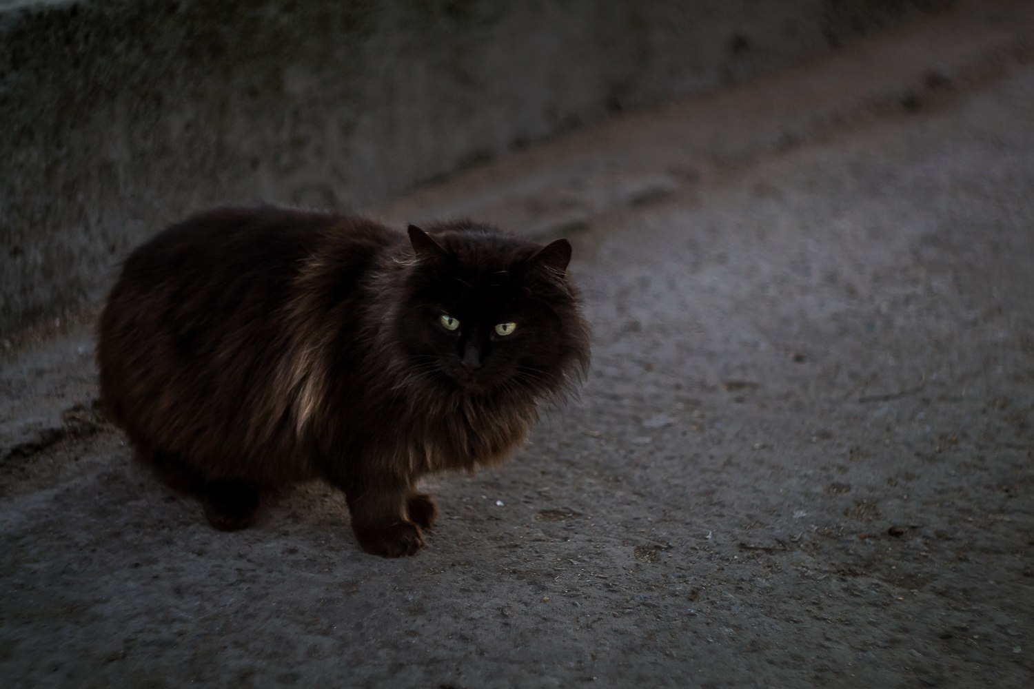 Kerch all-season cats) - My, Kerch, cat, The photo, Animals, Longpost