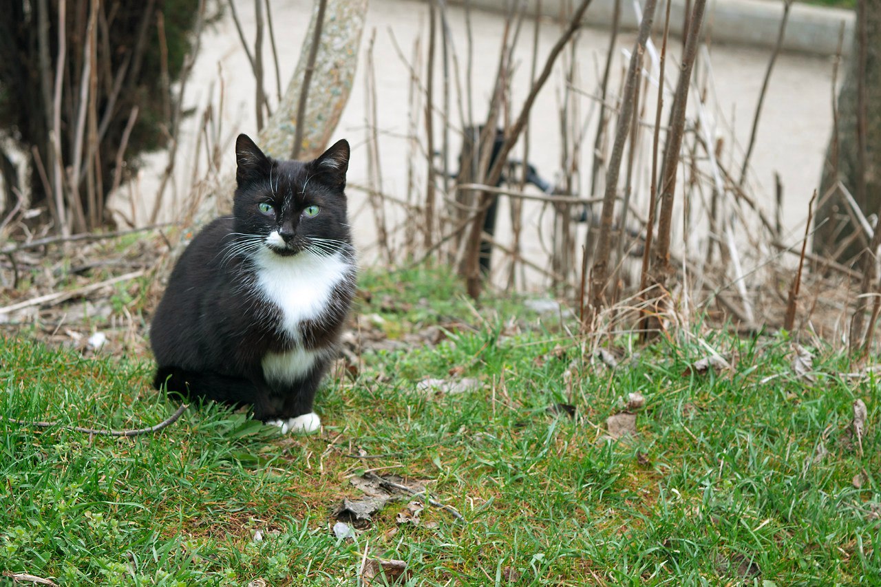 Kerch all-season cats) - My, Kerch, cat, The photo, Animals, Longpost