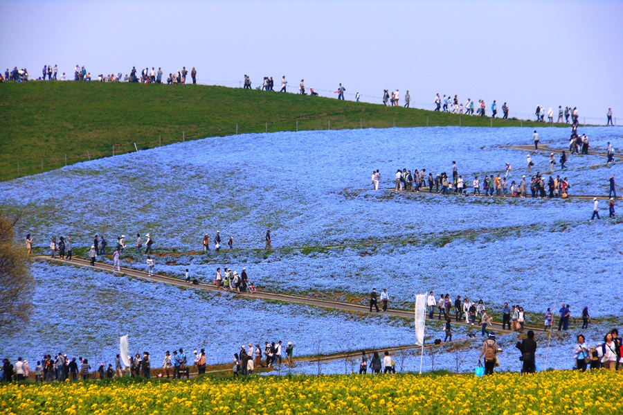 seaside park hitachi hitatinaka japan - My, Nature, , , Uncharted worlds, beauty of nature, Unusual