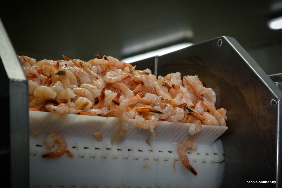 How Belarusian shrimps are born!!! - Shrimps, Republic of Belarus, Onliner, Post #10650381, Longpost, Onliner by