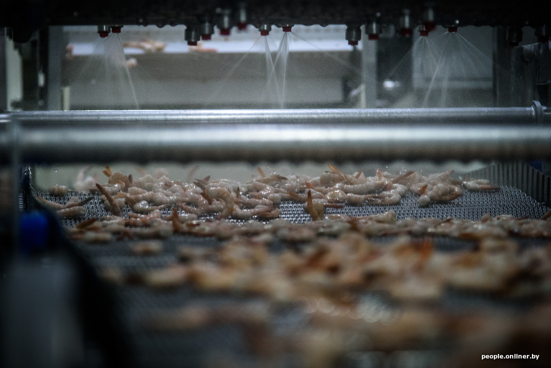 How Belarusian shrimps are born!!! - Shrimps, Republic of Belarus, Onliner, Post #10650381, Longpost, Onliner by