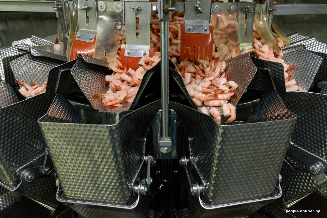 How the legendary Belarusian shrimps are produced - Informative, Shrimps, Republic of Belarus, Production, Onliner by, Longpost, Minsk Sea