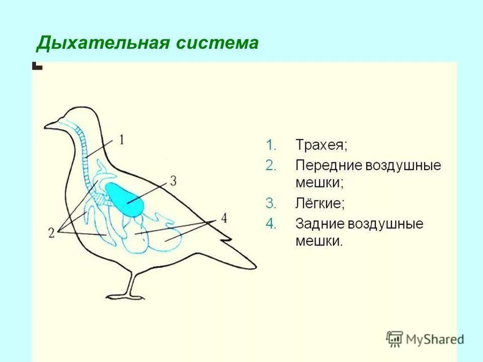 Из школьной проверочной работы. - Моё, Школа, Дети, Образование