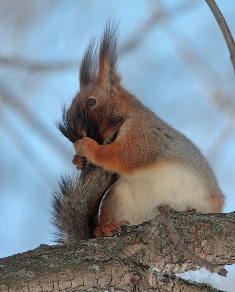 Smiling shy =) - Squirrel, Smile, Not mine, Spring