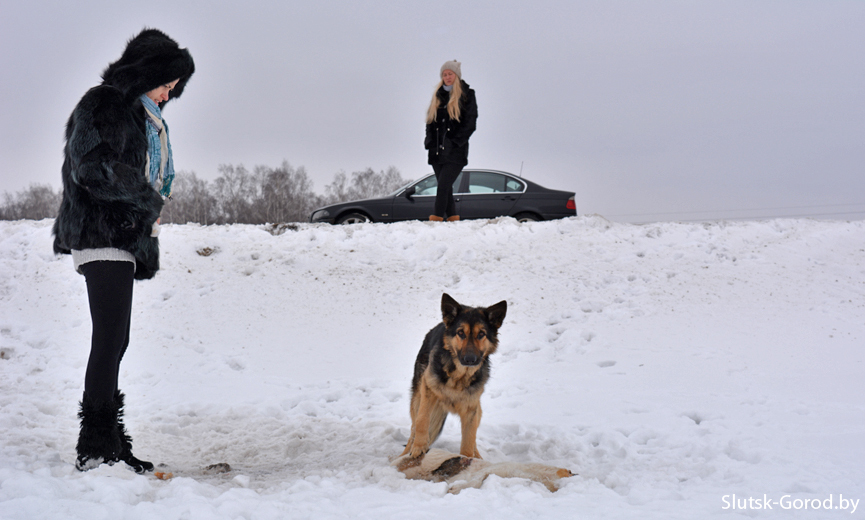 Near Slutsk, the dog guarded his dead girlfriend for several days - Republic of Belarus, Dog, Touching, Help, Slutsk